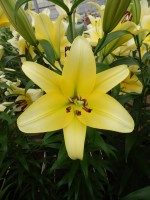 [4148 Yelloween TL No112.JPG]